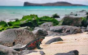 Exploring the Galapagos with Geographic Expeditions: Embarking on a Remarkable Voyage